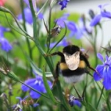 hommel.jpg